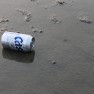 Where a Cass belongs. On the ground.