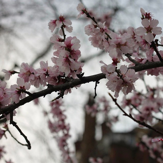 I love spring 🌸